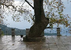 Πήλιο: το βουνό των Κενταύρων όπου το δάσος συναντά τη θάλασσα